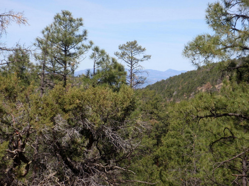 Side views of the local area from a ridgeline crest (GDMBR, Gila NF, NM).
